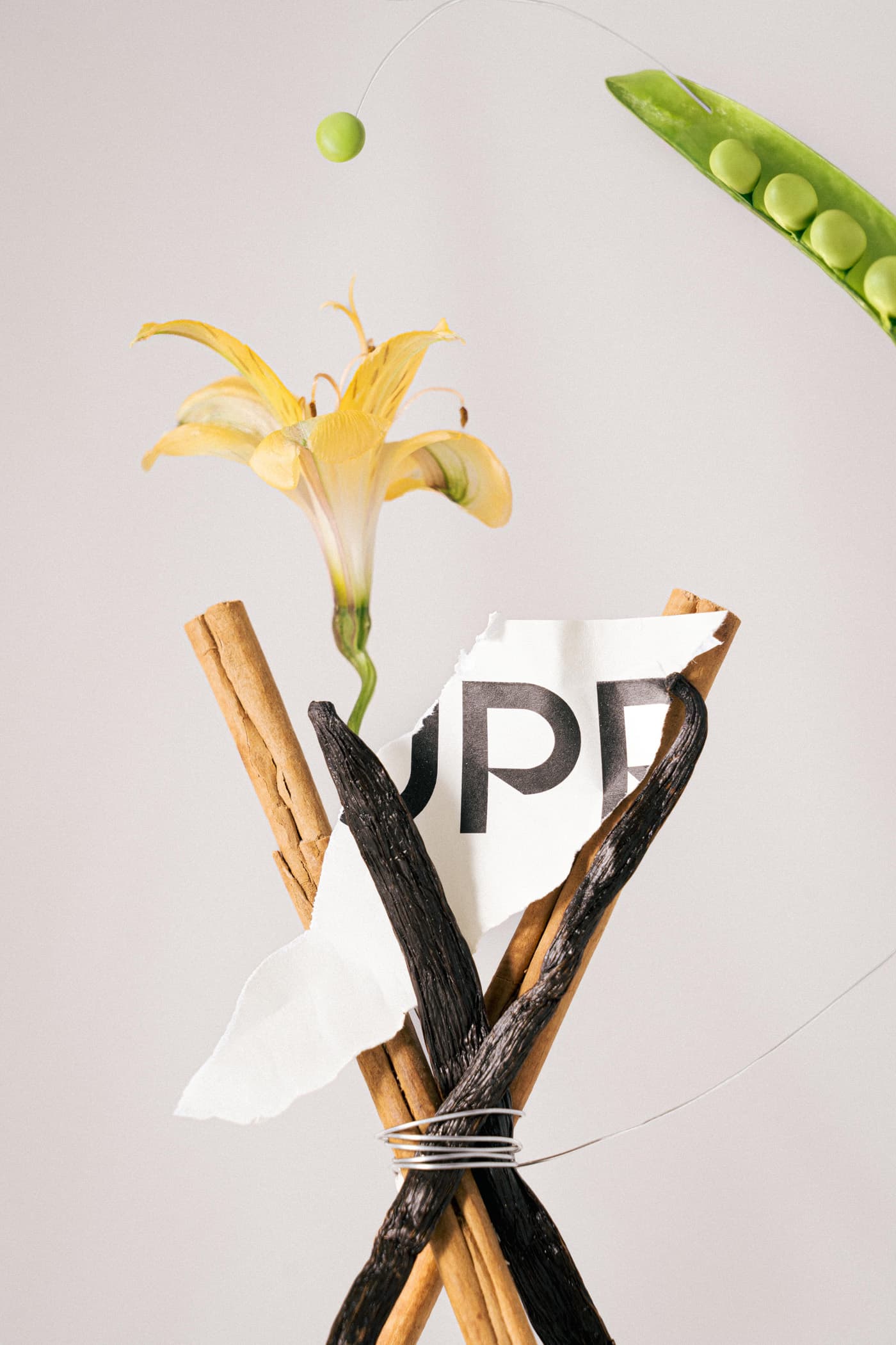Close-up of ingredient sculpture: cinnamon sticks, vanilla pods, torn Suprey paper, pea pod and yellow flower against neutral background.