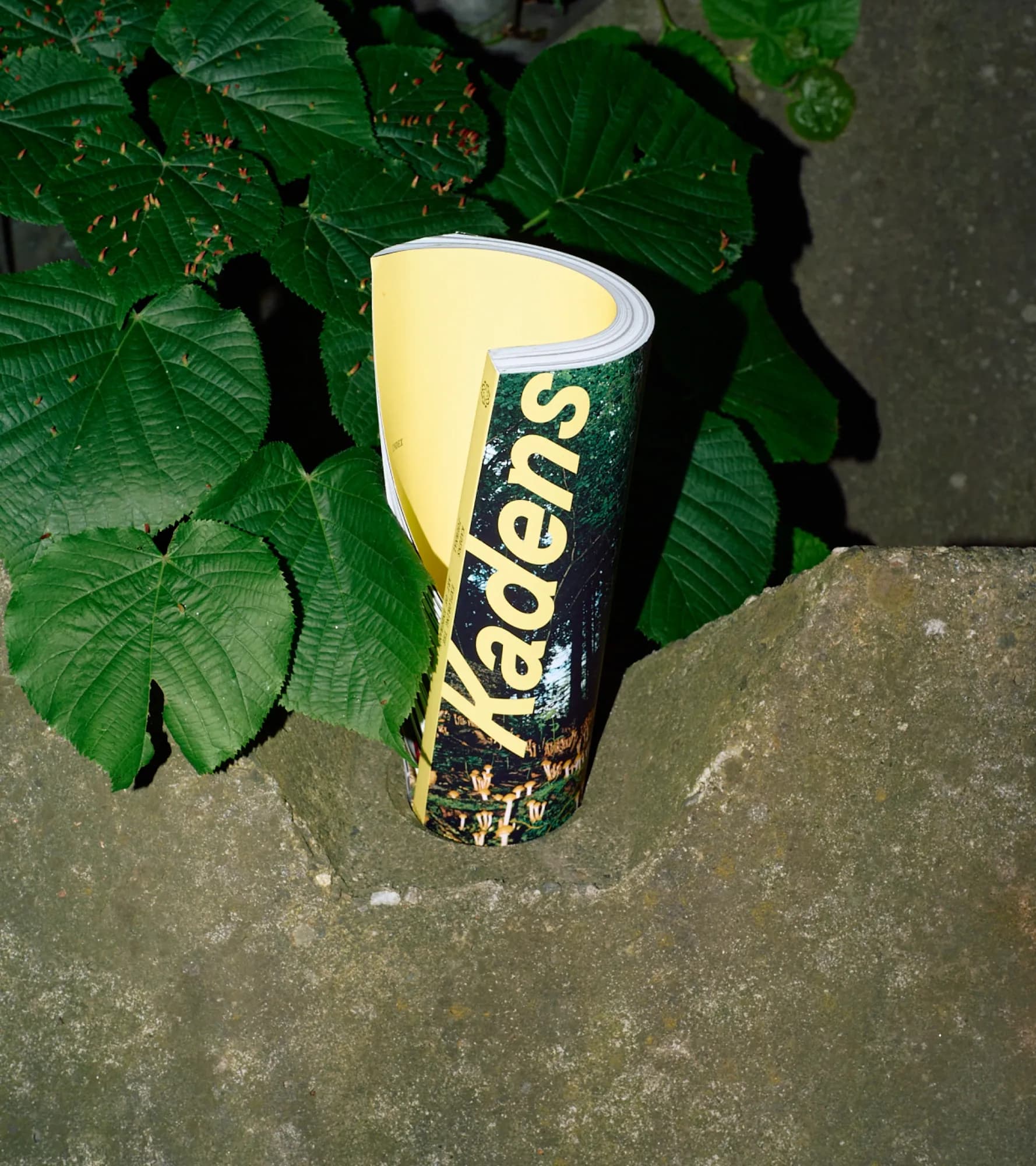Kadens Journal rolled into a cone and balanced on a stone ledge among green leaves, showing its yellow wordmark over a forest floor scattered with mushrooms.