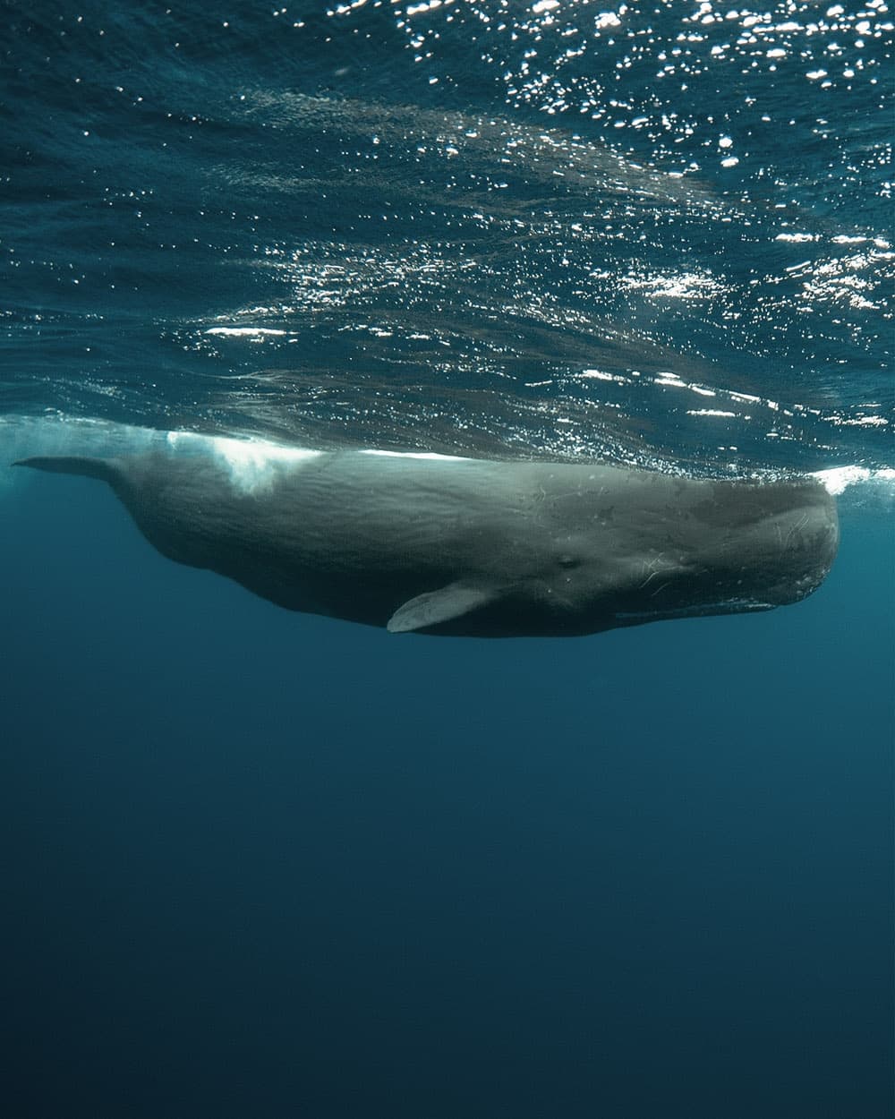 Underwater photo of a sperm whale near the ocean surface